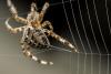 تولید ژل دارویی از تار عنکبوت
